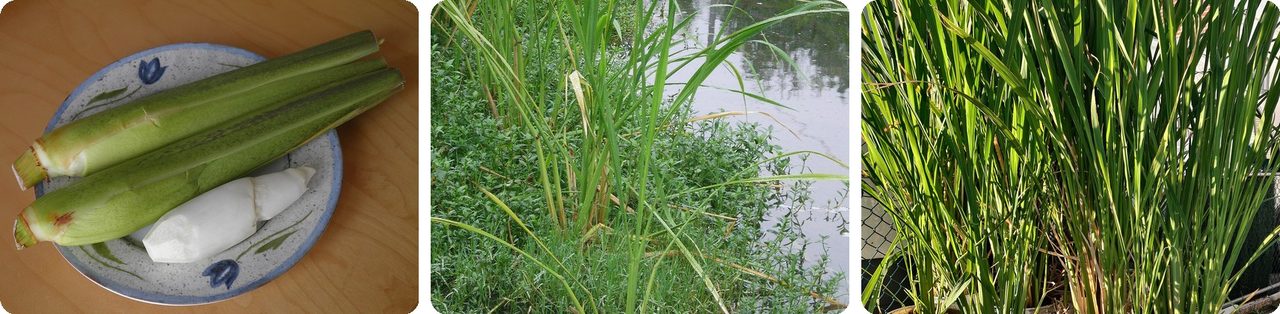 Peeled and unpeeled jiaobai stems, and the tall plants growing in water