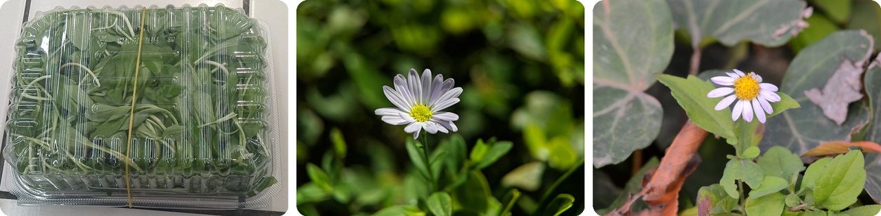 A box of fresh malantou greens and the plant's small daisy flowers
