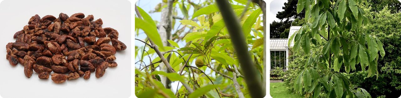 A pile of shelled Chinese hickory nuts and the tree's leaves