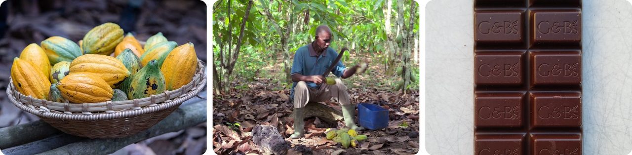 Cocoa pods in Ivory Coast, a farmer opening pods, and a chocolate bar